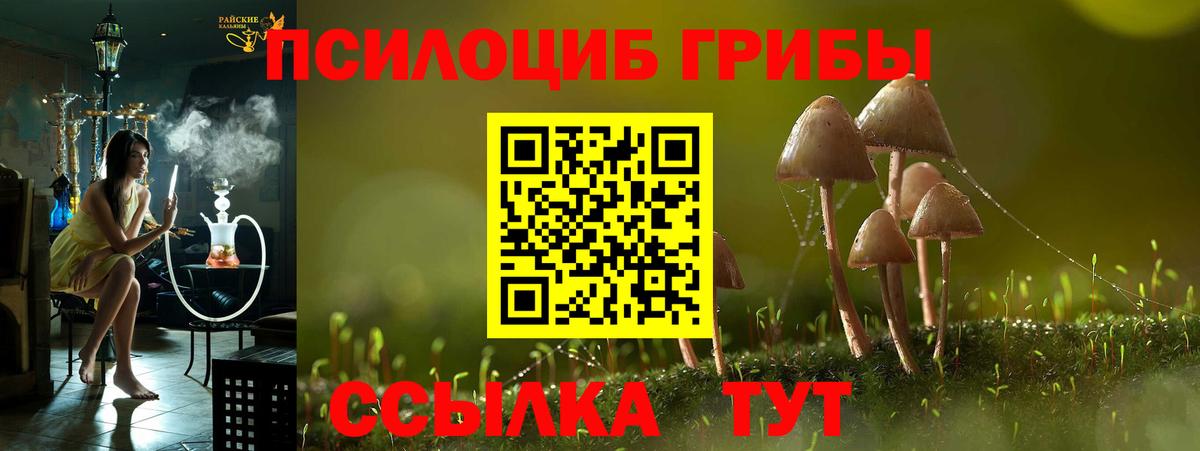 Галлюциногенные грибы Psilocybe Ессентуки